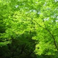 carlos_set_2_229