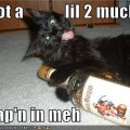 funny_pictures_cat_tongue_captain_morgan