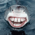 shark_dental_program