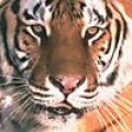 tiger_icon