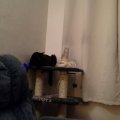 Hes annoyed that he cant jump up on top of the cat tree, even though hes the reason theres no top to the cat tree. (he clawed right through the tube!)