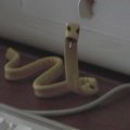 aae
