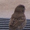 bird_cropped